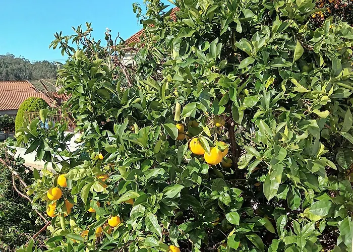 Casa Da Risca Amarela Accommodatie bij particulieren